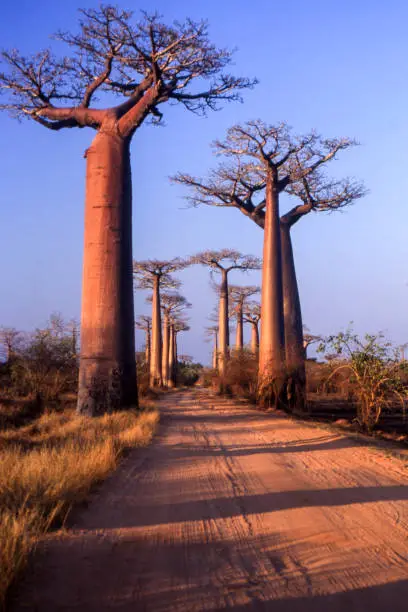 Photo of Avenue du Baobab