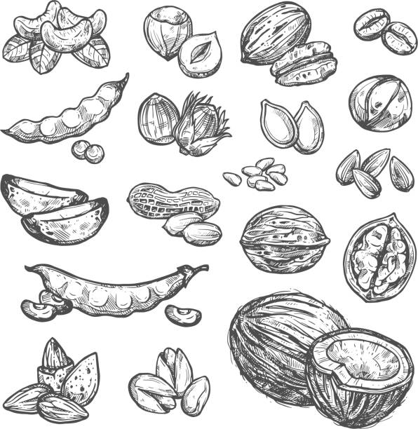 nuss, samen und bohnen skizzieren sie gesundes essen design - walnut nut nutshell peanut stock-grafiken, -clipart, -cartoons und -symbole