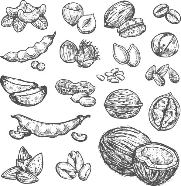 illustrations, cliparts, dessins animés et icônes de noix, graines et haricots croquis de conception d’une alimentation saine - nutshell