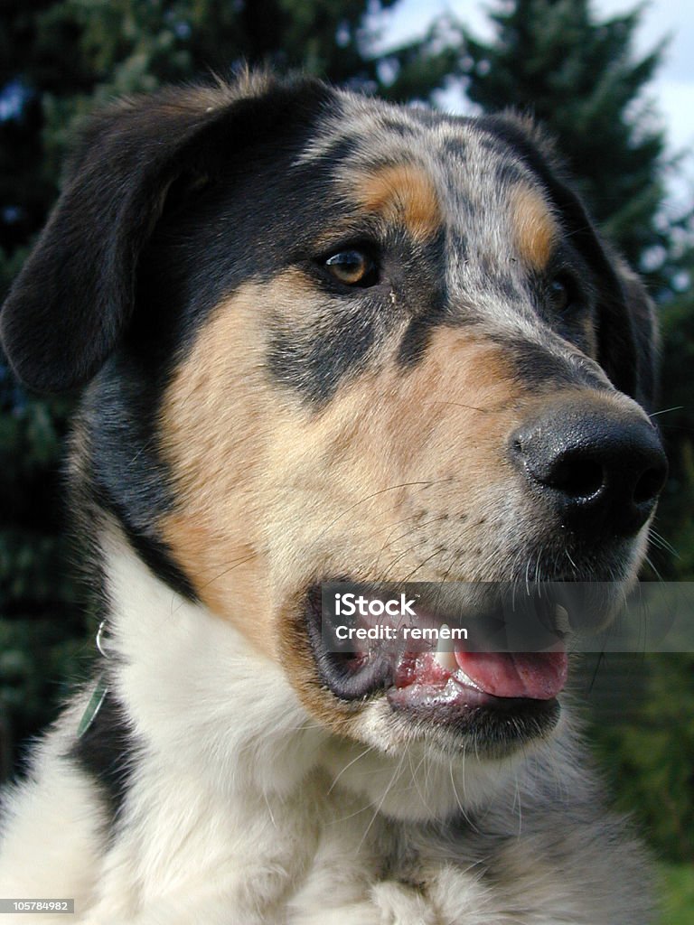 気の犬 - カラー画像のロイヤリティフリーストックフォト