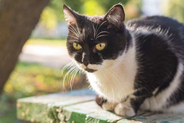 istock Black and white cat sitting on a bench in cold weather. 1057850540