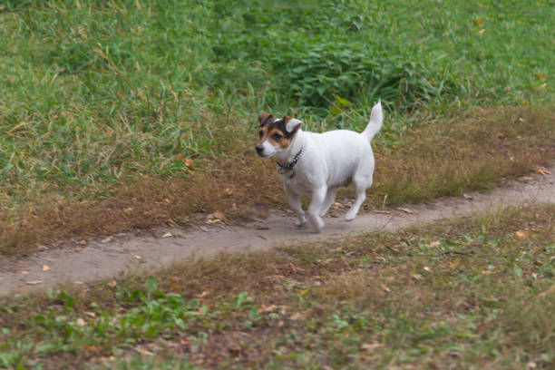 istock Jack russell terrier runs along the path in a park in autumn 1057850754