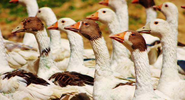istock Flock of geese 1057850852