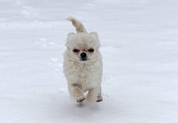 puppy chihuahua playing in the snow, in winter