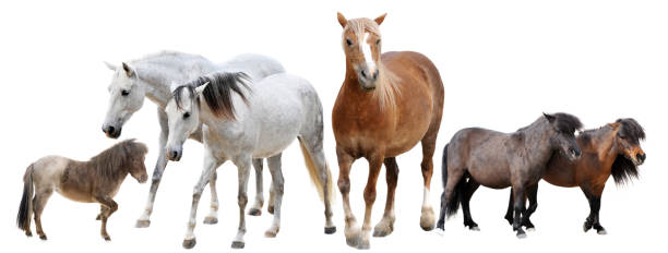 istock horses and two ponies 1057851646