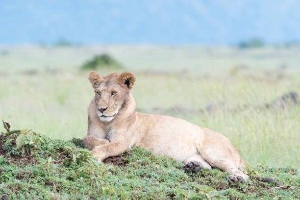 istock Lion (Panthera leo) in savannah 1057852060