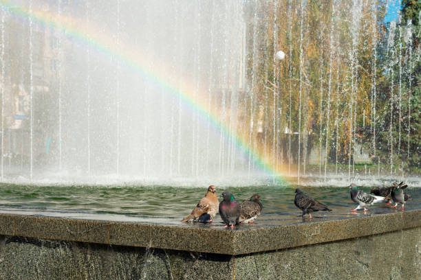 istock Doves are drinking water in a fountain. 1057854596
