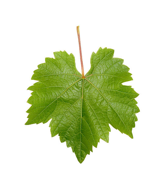singolo verde foglia dell'uva su sfondo bianco - foglia delluva foto e immagini stock