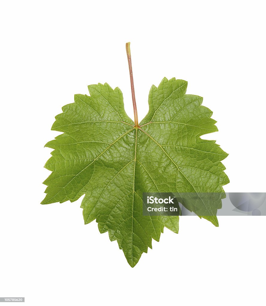 Única folha de uva Verde sobre fundo branco - Royalty-free Folha Foto de stock