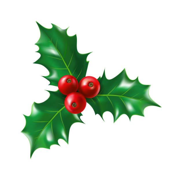 Isolated holly berry with leaves. Ilex berries Isolated holly berry with leaves. Ilex berries on sprig with leaf. Plant for new year and merry christmas decoration or mistletoe branch or twig with fruits. Nature and botany, celebration theme vector food branch twig stock illustrations