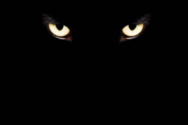 istock eyes of Cat surgery under anesthesia in sterilization and surgery sterilization. 1057857138