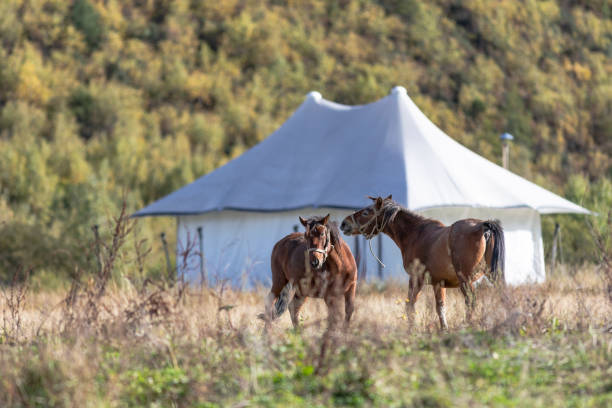 istock Tibetan landscape with ponies and tent 1057860152
