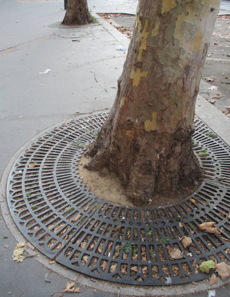 istock Metal grid protecting a plane tree in Paris-France 1057867288