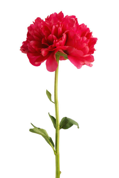 istock Big blooming Japanese red peony flower. 1057867754