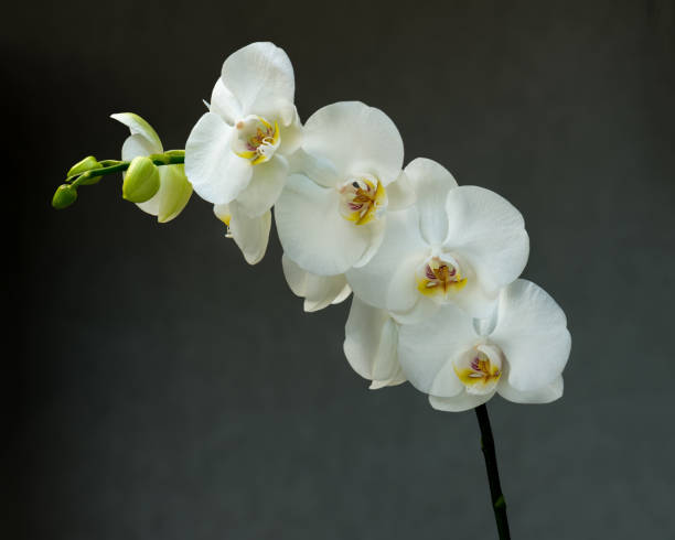 istock Blooming twig of Phalaenopsis orchid flower. 1057867954