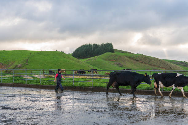 Female dairy farmer rounding up cattle stock photo