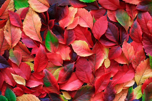 istock Red and yellow autumn leaves full frame use as background 1057872614