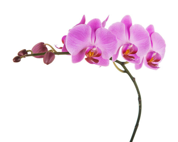 istock Purple Phalaenopsis orchid flowers isolated on white background. 1057873288