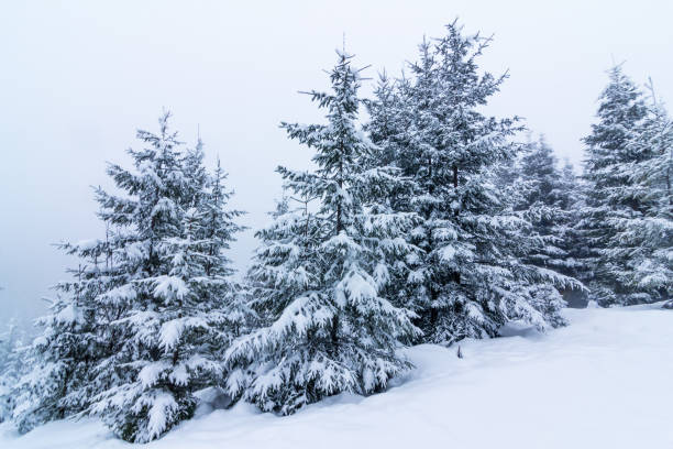 istock Beautiful winter landscape with snow covered trees. Winter mountains. 1057875744