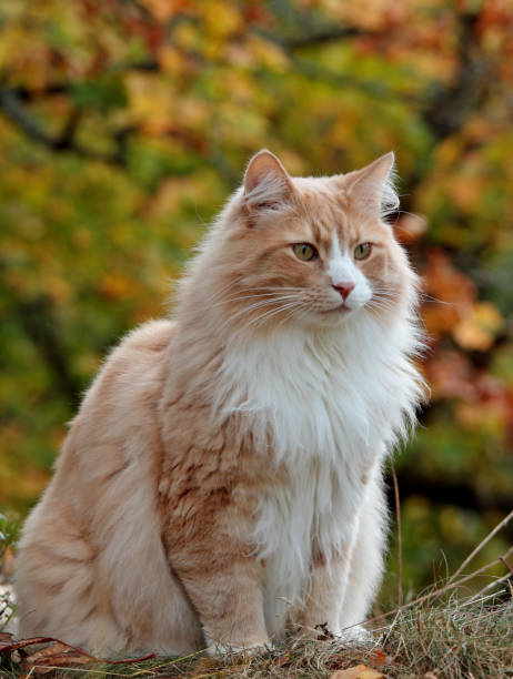 istock A Norwegian forest cat male in autumn forest 1057876056