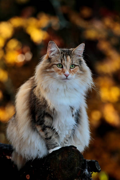 istock Norwegian forest cat female in autumn light 1057876062