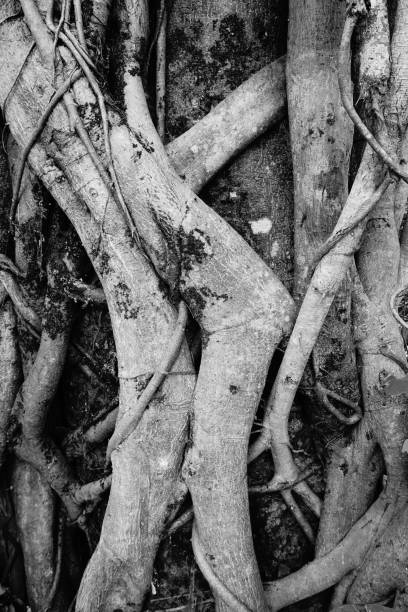 istock Banyan tree and banyan roots background. Jungle in black and white 1057876716