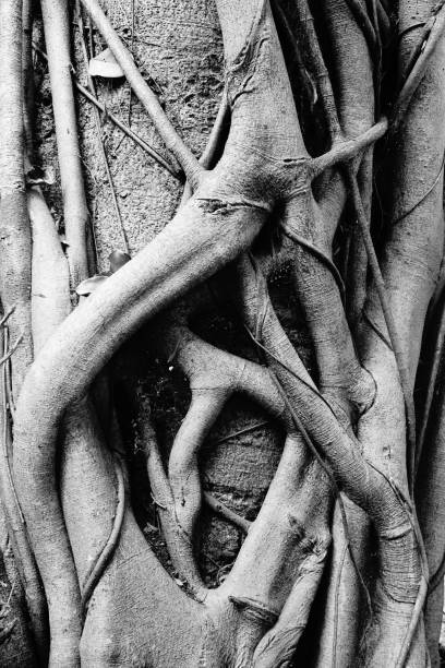 istock Banyan tree and banyan roots background. Jungle in black and white 1057876744