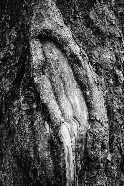 istock Banyan tree and banyan roots background. Jungle in black and white 1057876752