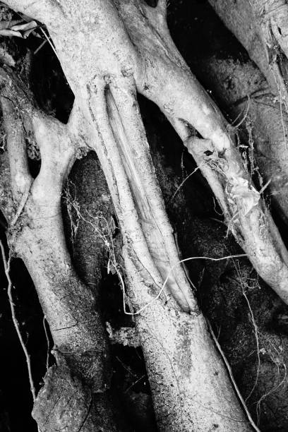 istock Banyan tree and banyan roots background. Jungle in black and white 1057876766