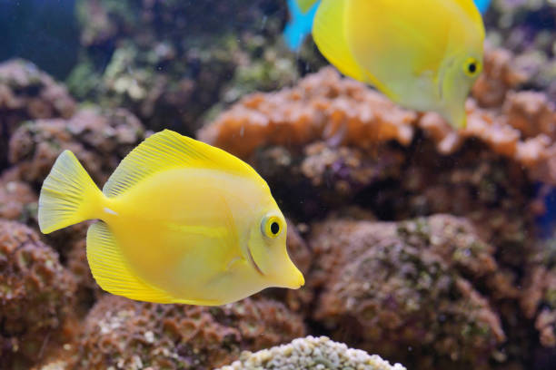 istock Zebrasoma fish and corals in aquarium 1057877112