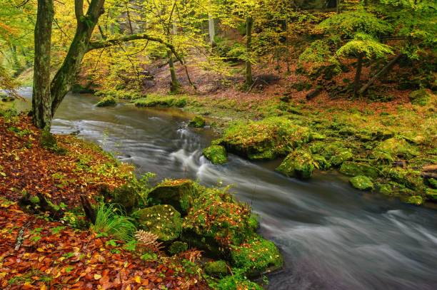 istock A beautifully river flowing autumn forest 1057879008