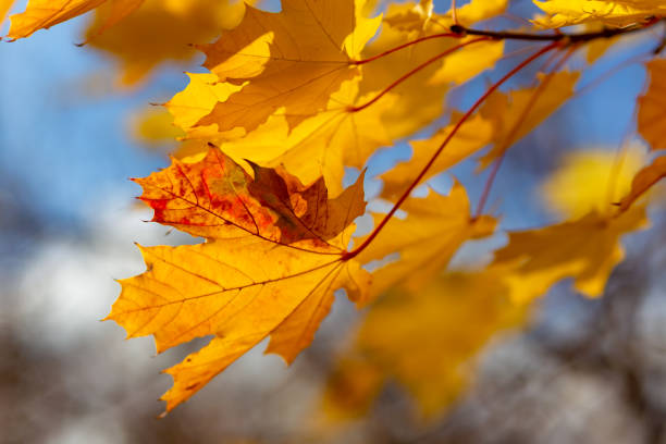 istock Glowing yellow autumn leaves on blue sky background 1057879606