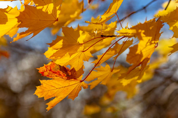istock Glowing yellow autumn leaves on blue sky background 1057881000