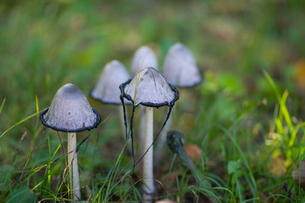 poisonous fungus mushroom on the grass in the forest amanita phalloides stock pictures, royalty-free photos & images