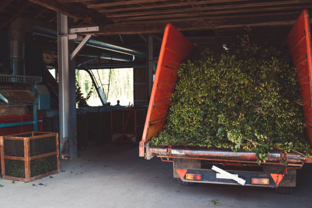 istock Trailer full of hops in the hall 1057881214