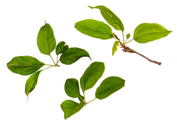 Leaves and branches of Apple trees isolated on white.