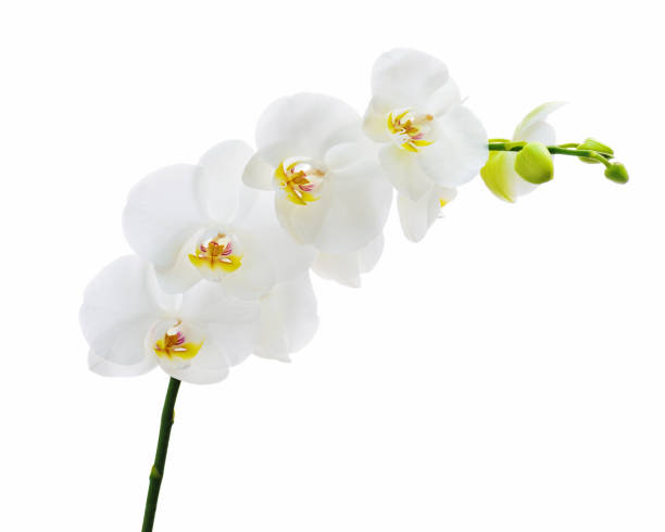 istock Blooming twig of white orchid flower. 1057881608