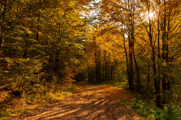 istock Autumn Colorful Forest 1057881624