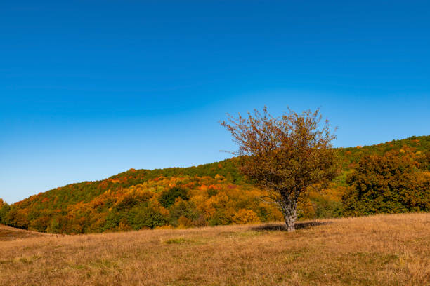 istock Autumn Colorful Landscape 1057881664