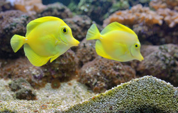 Zebrasoma fish and corals in aquarium