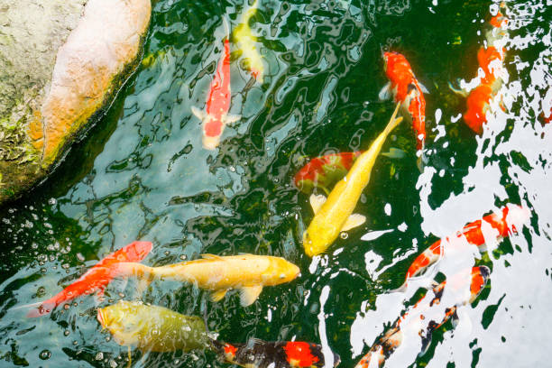 istock Koi fish in the found, japanese garden 1057884352