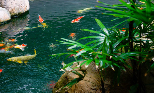 istock Koi fish in the found, japanese garden 1057884368