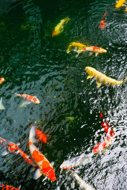 istock Koi fish in the found, japanese garden 1057884452