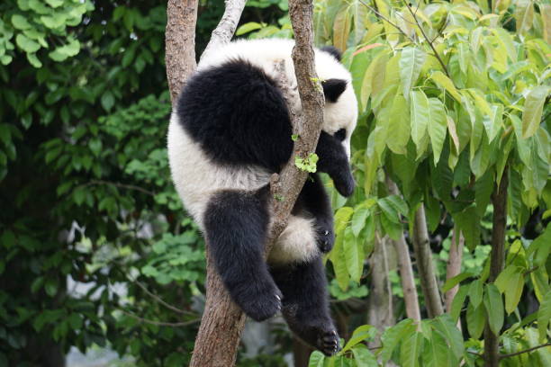 panda cub dans l’arborescence - panda outdoors horizontal chengdu photos et images de collection