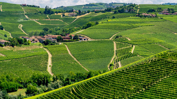 istock Vineyards near Barbaresco, Cuneo, in Langhe 1057886048