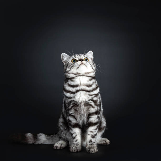 Excellent marked black silver tabby blotched British Shorthair cat kitten, sitting front view with tail beside body and looking up, isolated on black background