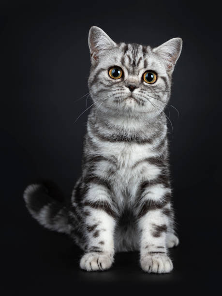 istock Excellent marked black silver tabby blotched British Shorthair cat kitten, sitting front view looking at camera , isolated on black background 1057889110