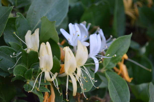 istock The Honeysuckle Flowers 1057891584