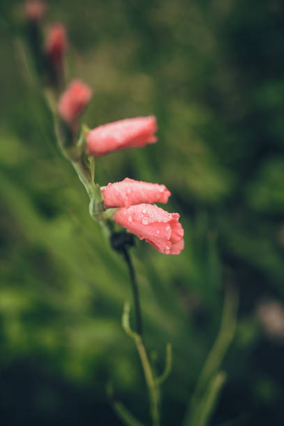 istock Flower on village 1057892324