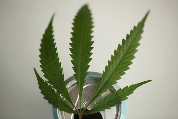 istock Energy drink with cannabis 1057897592